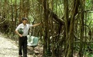 Lạ lùng cây si khổng lồ ở Ninh Bình