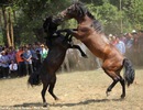 Độc đáo lễ hội đấu ngựa ở Trung Quốc